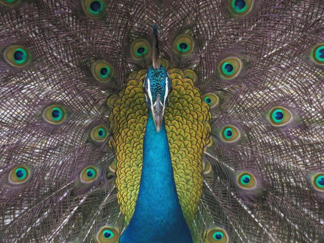 Mailagama Cinnamon Residence カタラガマ エクステリア 写真